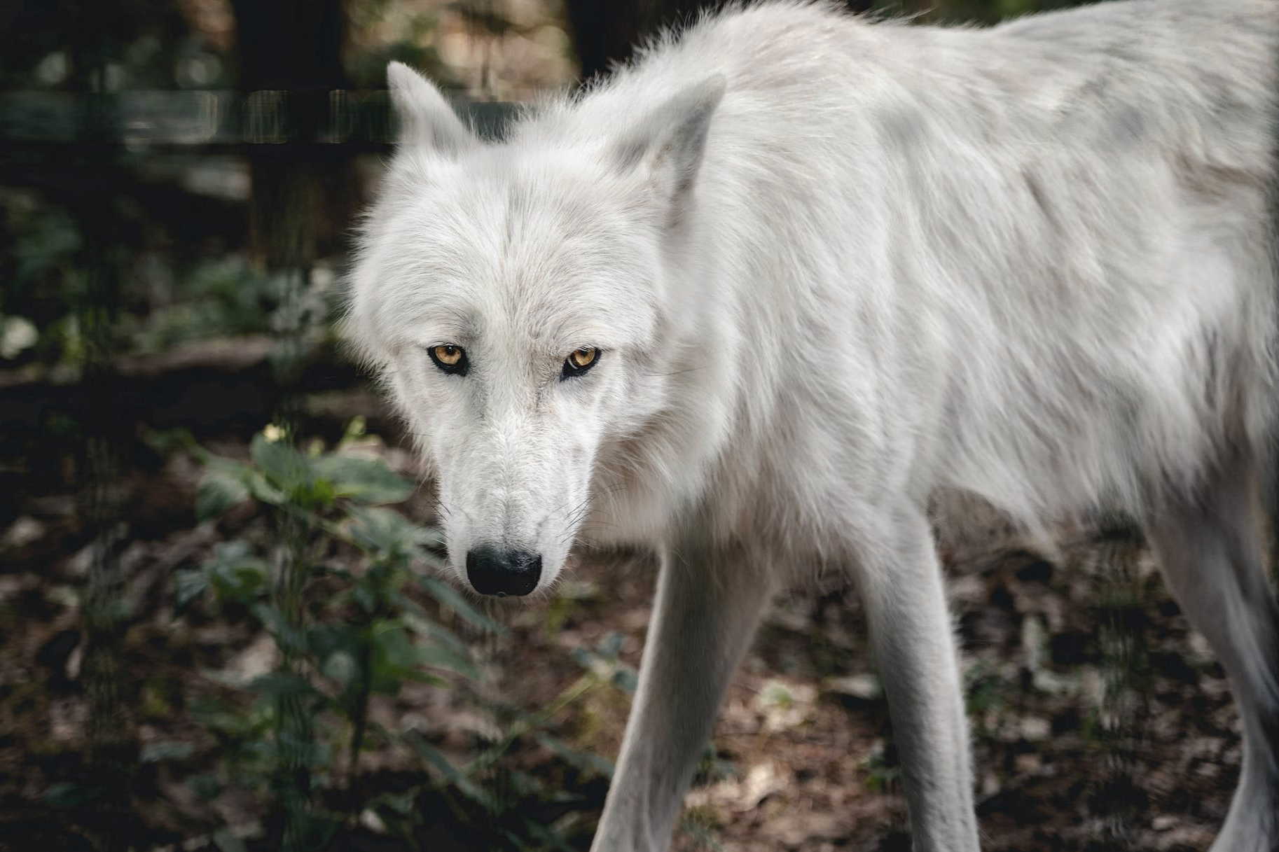 Imagen de un Lobo